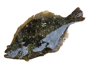 ヒラメ焼物 Amazon.co.jp: ヒラメ 鮃 0.8-1.2kg 原体サイズ 刺身 煮魚 焼魚