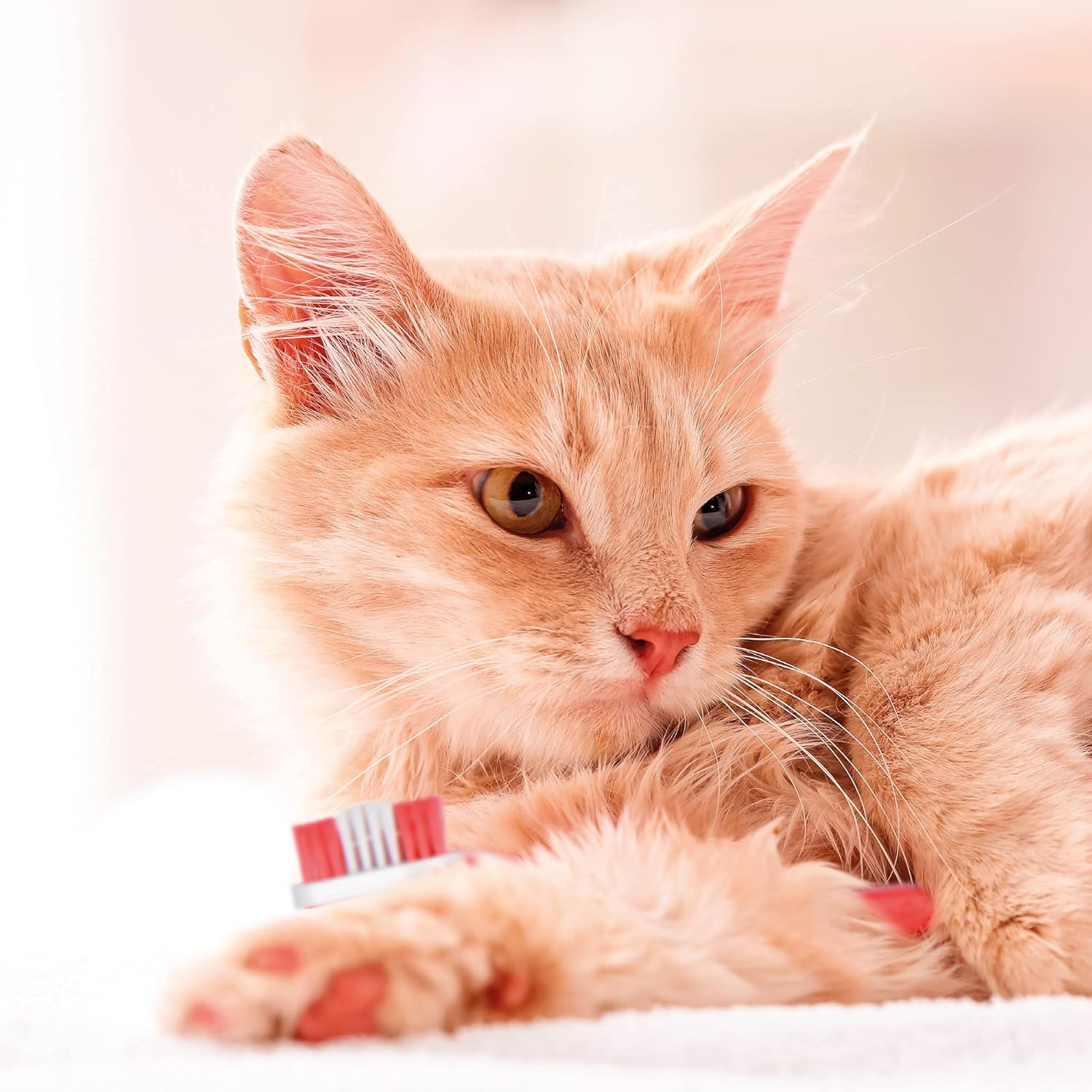 Beaphar | Toothbrush Toothpaste Dental Care Kit | For Dogs Cats | Includes a Double-Ended Toothbrush Liver-Flavoured Enzymatic Toothpaste, 100g Tube, 2 Count ( Pack of 1)