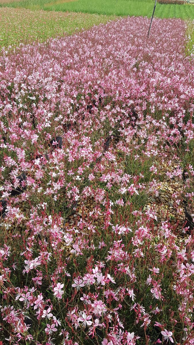 Gaura lindheimeri 'Siskiyou pink' Vivace 3-4 litres