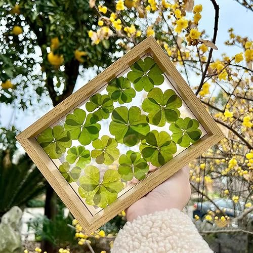 Vista 37 de 48 piezas de flores secas prensadas naturales para decoración de pasteles, flores secas reales para la fabricación de joyas de resina, manualidades