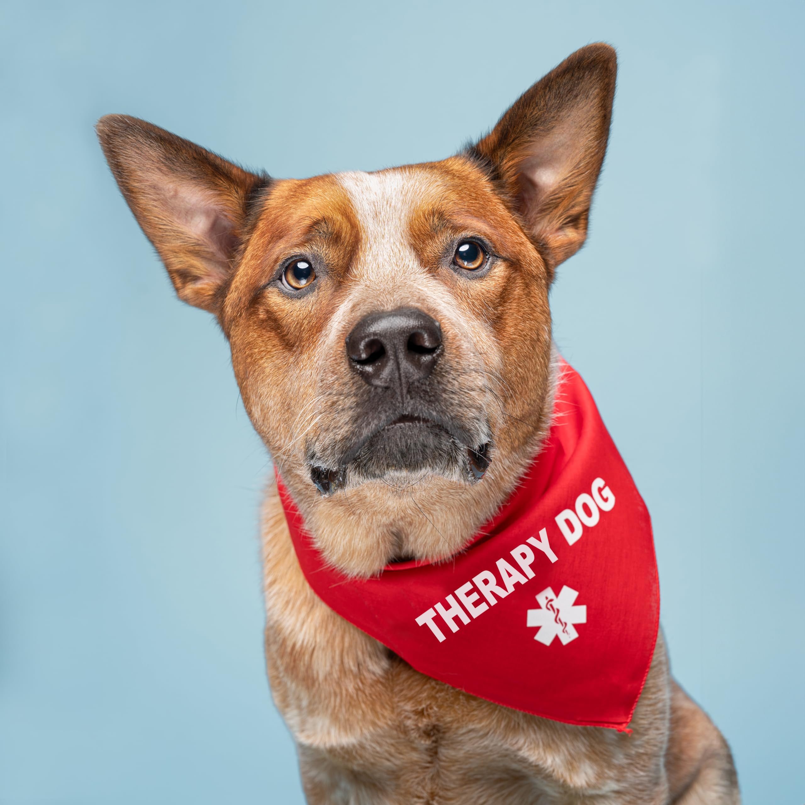 Therapy Dog Triangle Dog Bandana (320 Royal, One Size)