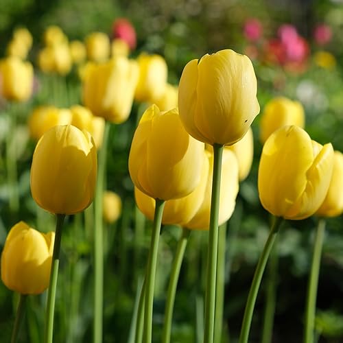 Miniatura 2 de Oferta increíble! Flores gigantes de tulipán amarillo dorado del mundo, 3 bombillas, fácil de cultivar, para plantación de jardín de otoño, perenne,
