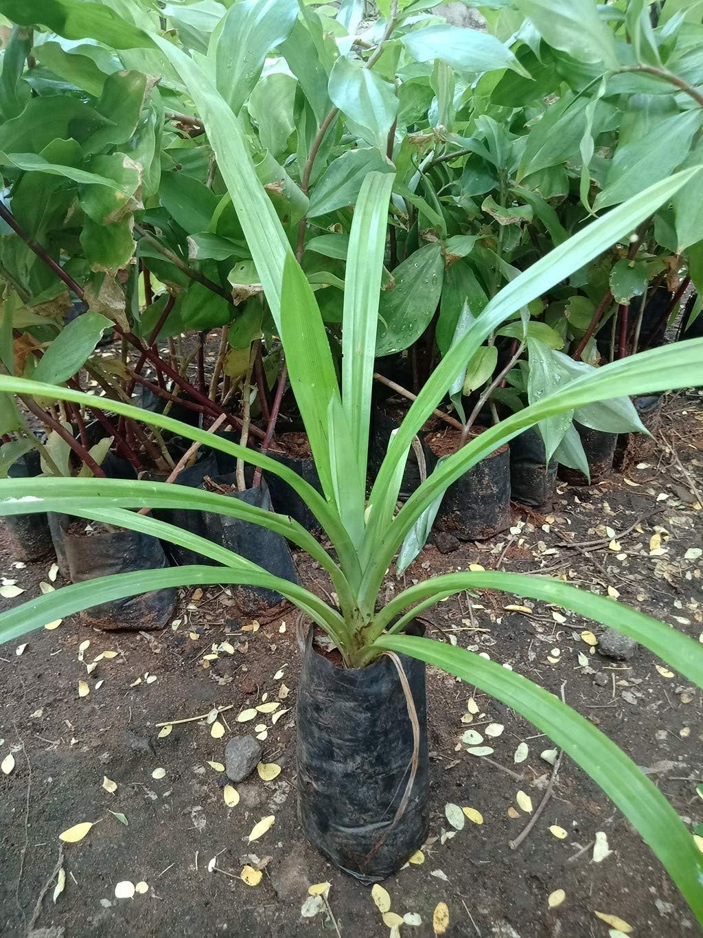 Bahan Traders Biriyani Leaf Plant Rambha, Pandan Live Plant screw pine leaf Annapurna edeble herbs Plant (Pack of 1) (B0D33QL5SV) Amazon Price History, Amazon Price Tracker