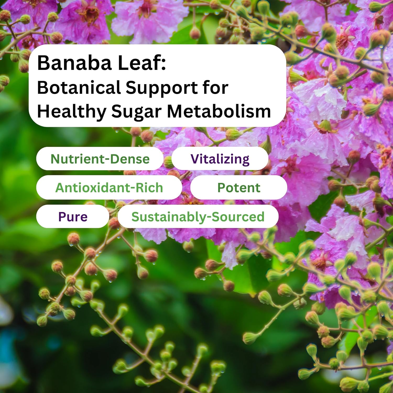Paradise Herbs, Banaba Leaf, 12:1 Concentrated Extract, 250 mg, Vegan, Gluten-Free, Non-GMO, 180 Capsules - Image 5