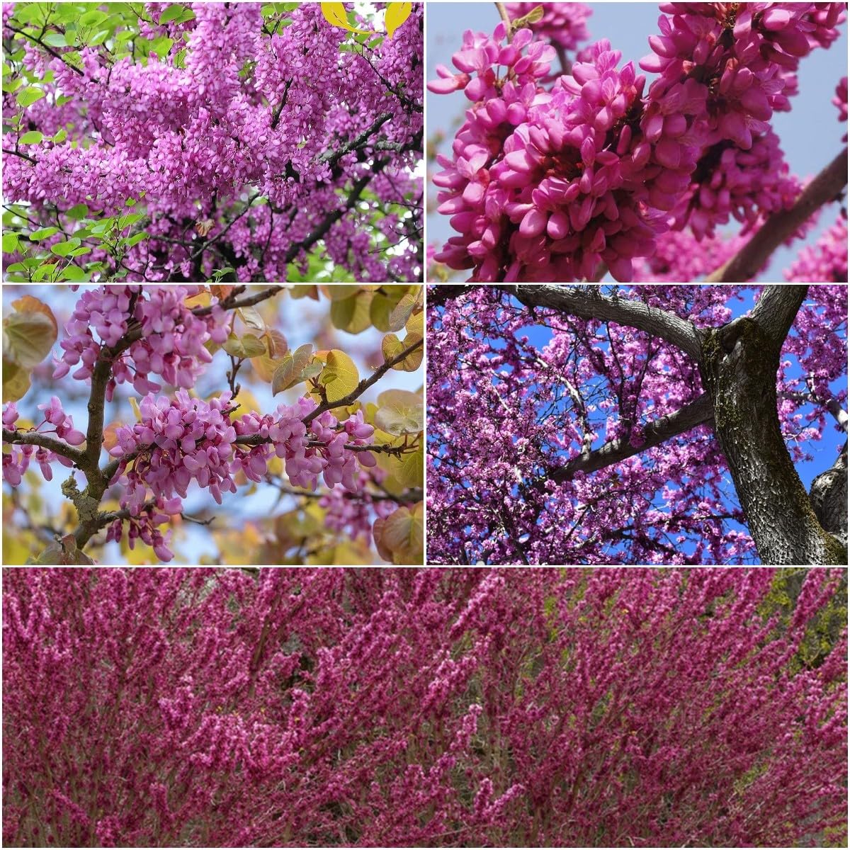 acer griseum bonsai Paperbark Pre-Bonsai 4 Year (#780) – Mendocino Maples Nursery main image 0