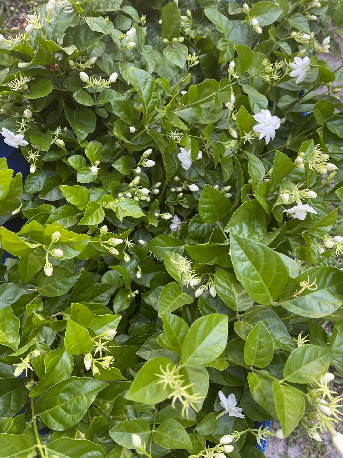 Jasmine sambac, Maid of Orleans, Arabian Jasmine, 6inch Pot, 10 to 14 inches Tall, White Blooms, Fragrant White Blooms, Evergreen Foliage, Prefect for Outdoor Garden and Indoor Aromatherapy