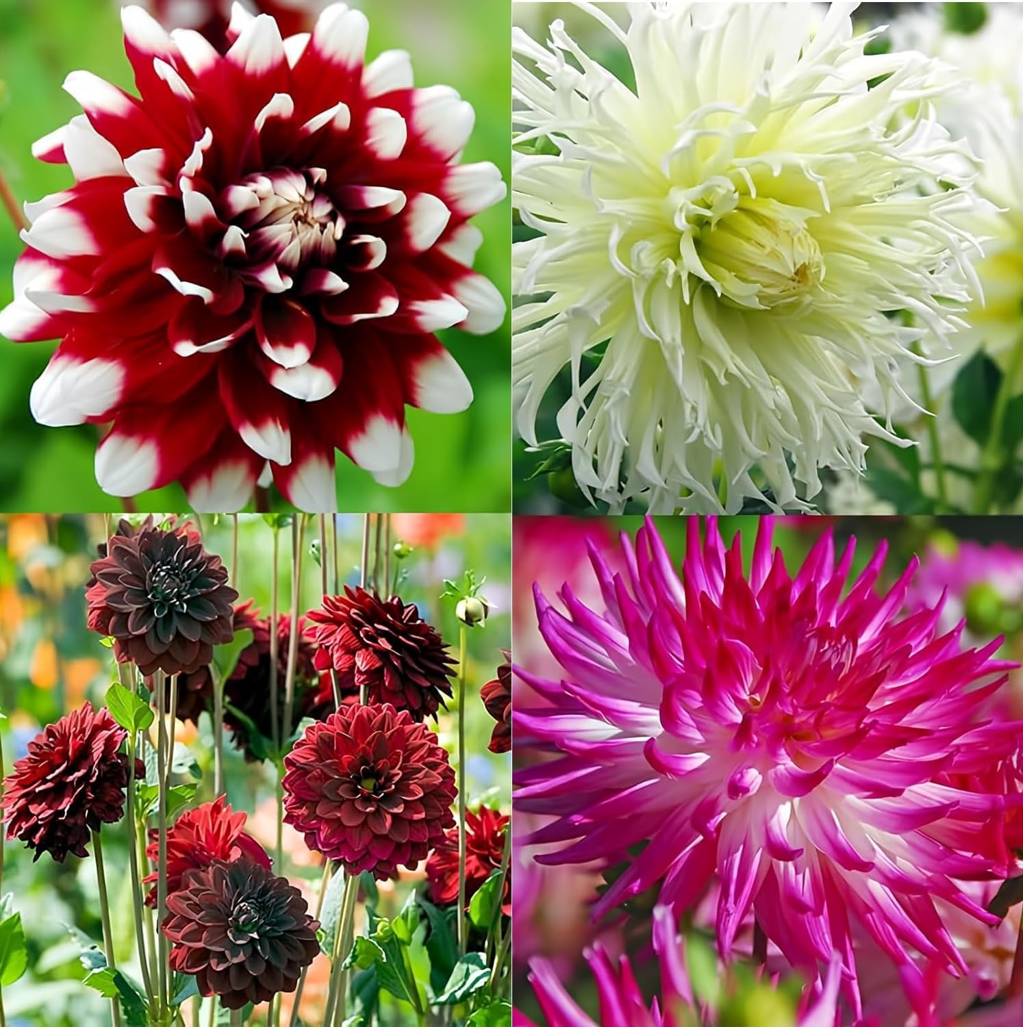Dahlia Flower Bulb Mix (- Top Size Bulbs - Huge Exotic Showy Blooms - Assorted Colors (12 Bulbs)
