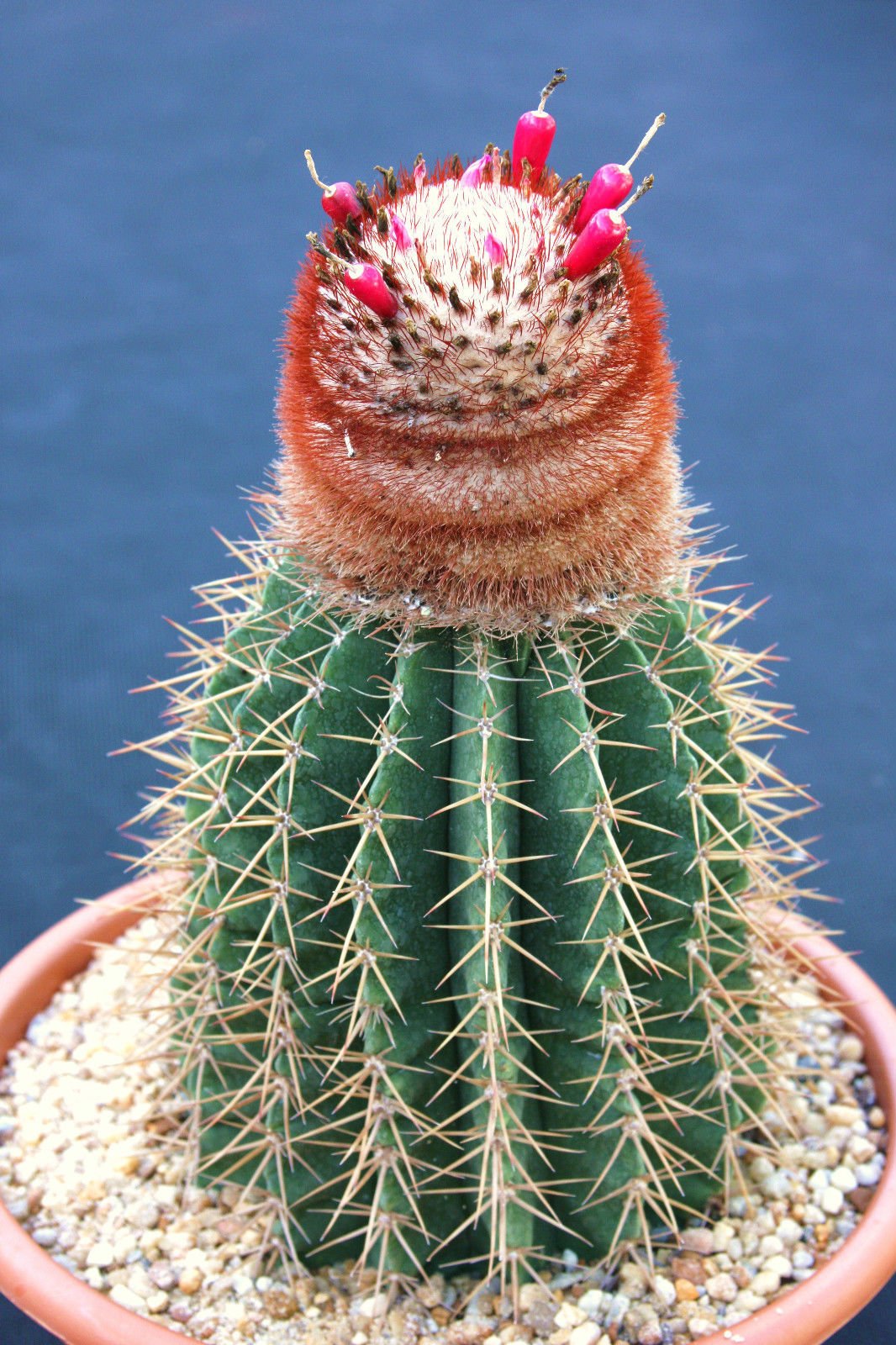 Melocactus intortus exotic hat Turkish Caribean Cacti Rare Cacti Seeds 100  Seeds : Amazon.de: Garden