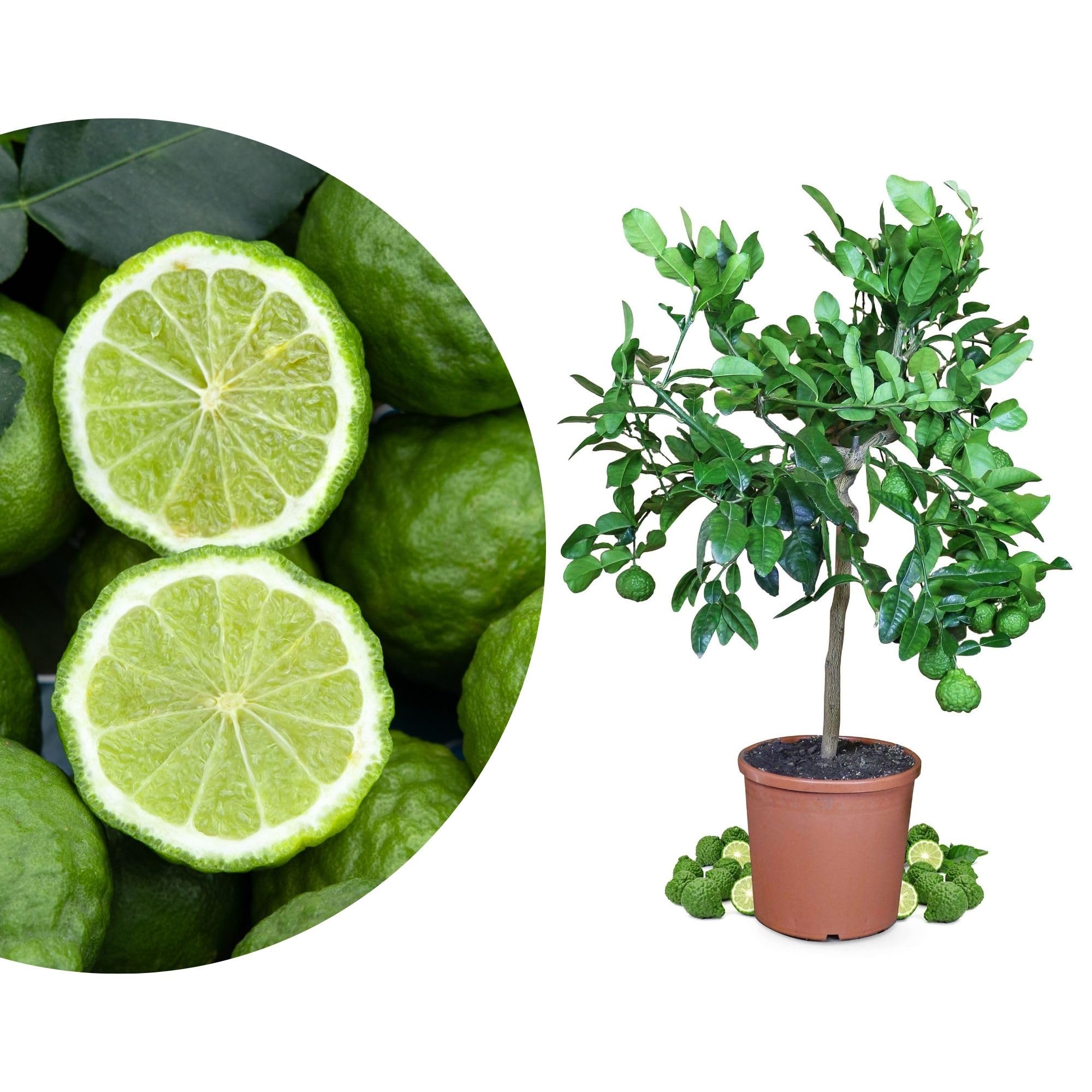 Meine Orangerie - Kaffir Limette - Citrus Hystrix - Mauritius Papeda - Echte Kaffernlimette - Veredeltes Zitrus-Stämmchen in Gärtnerqualität (Mezzo [M])