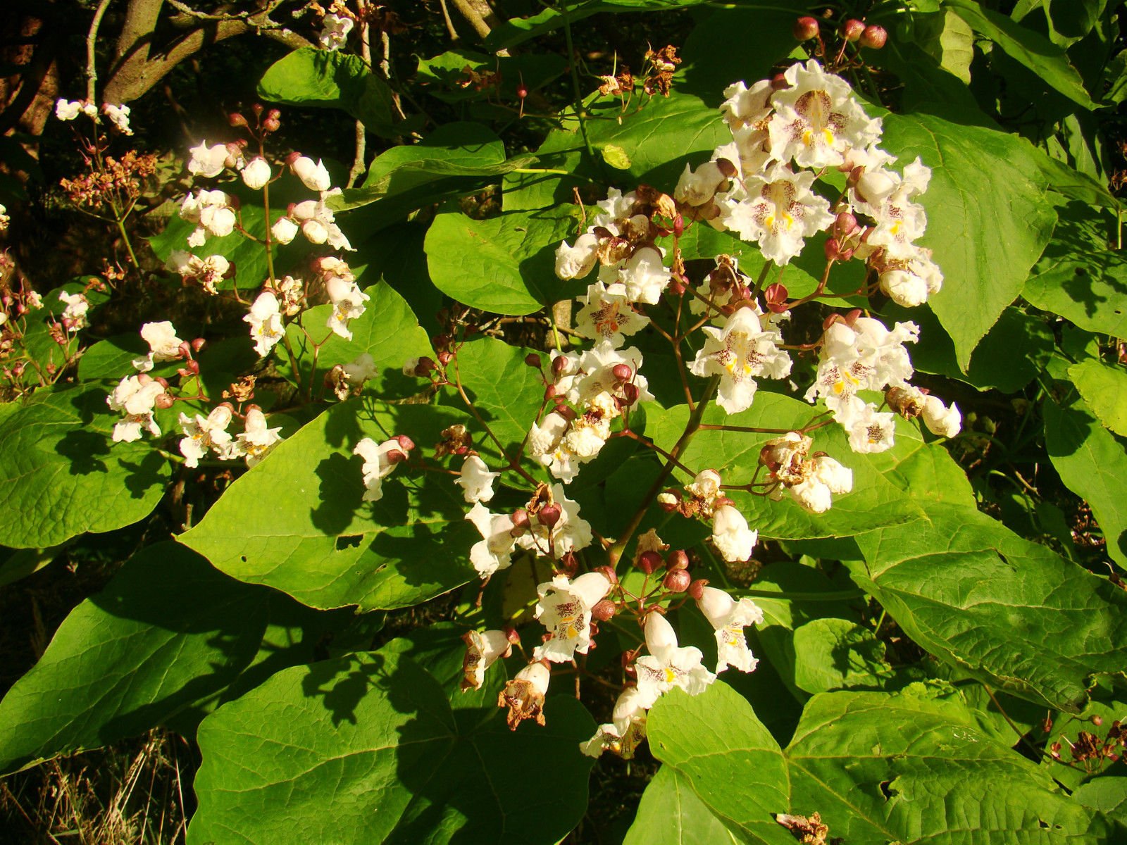 summer-flowering-hardy-tree-indian-bean-tree-catalpa-bignonioides