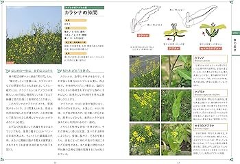 81rvNhdsHML._AC_UF350,