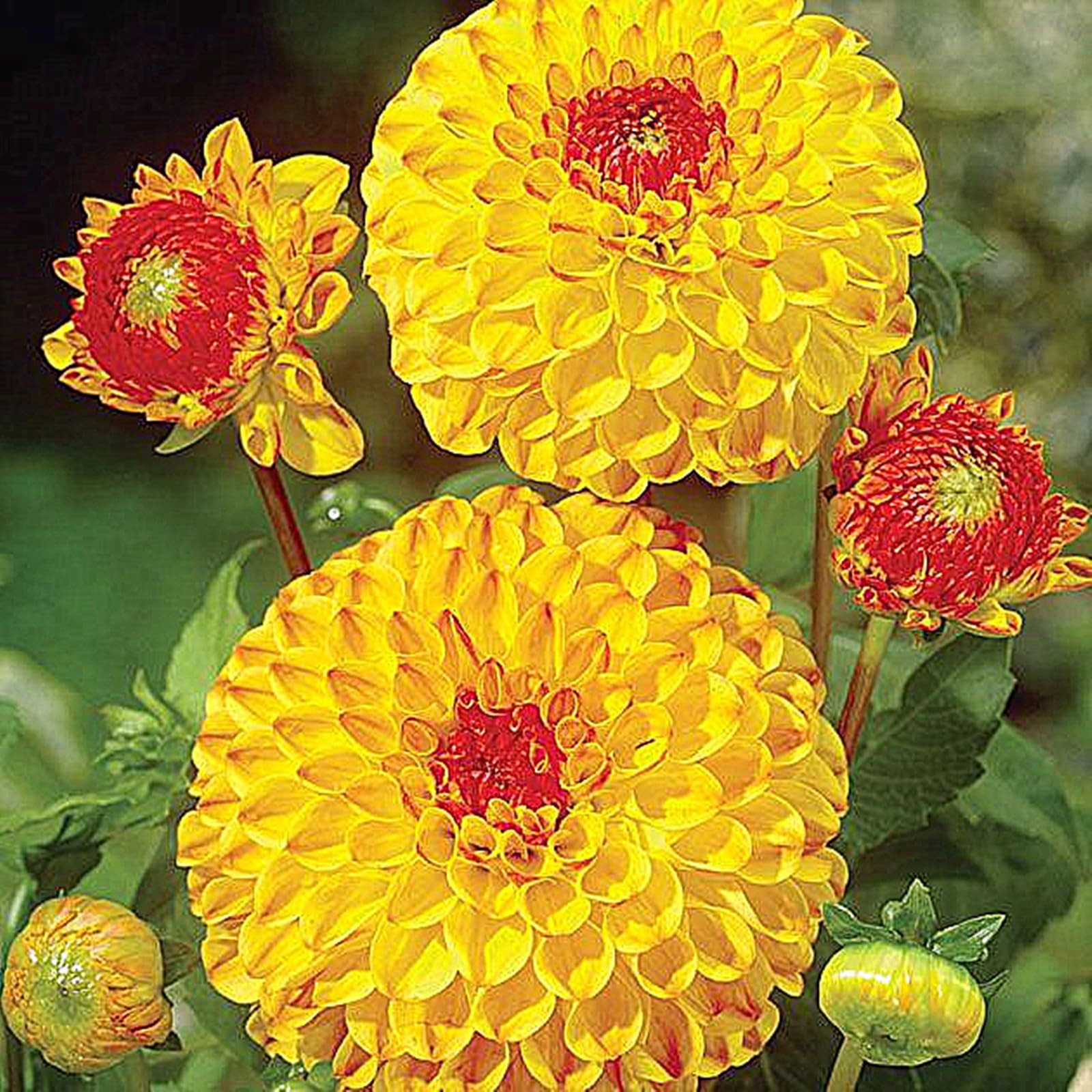 Dahlia Bulbs for Planting,Dahlia Tubers UK,Flowering Rhizome, Dahlia Bulbs Mix,Excellent Display Indoor Perennial Balcony Garden Bulbs-10bulbs-G