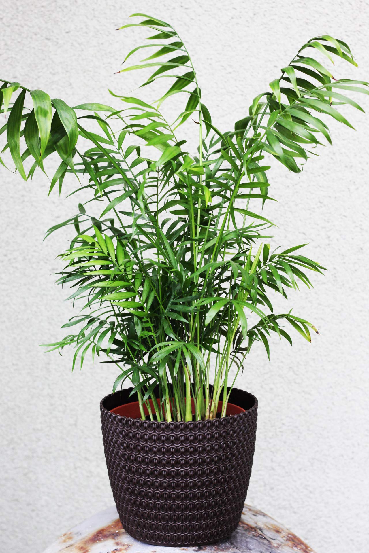 Bloomique - Chamaedorea Elegans - Bergpalme - Zimmerpflanzen - Luftreinigend - Tierfreundlich - Pflegeleicht - Höhe 60-80 cm - Topf 18 cm