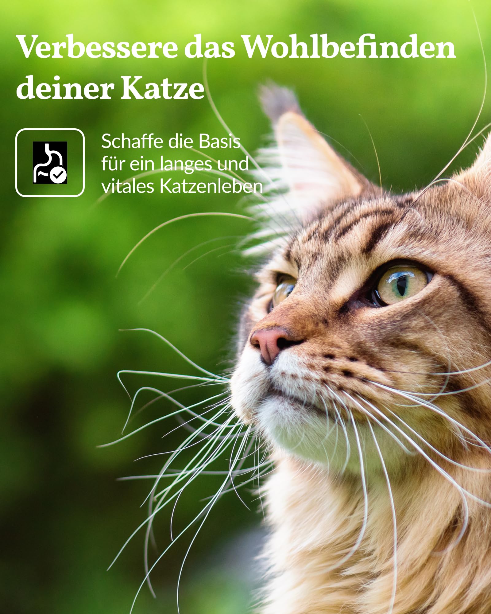 vetevo Allergietest Basic Katze, Unverträglichkeitstest Katzen, bei Juckreiz-Symptomen, Pfoten-Beißen & Niesen, 260+ Futtermittel Unverträglichkeiten Testen