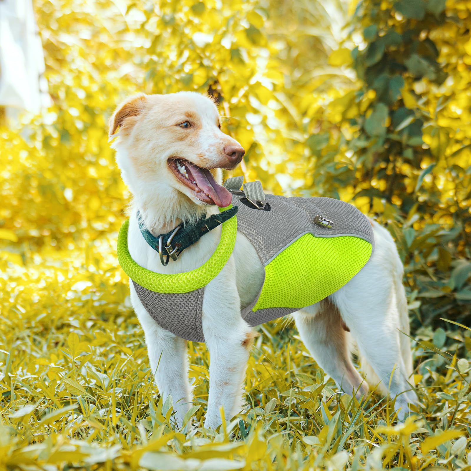 Gilet rafraîchissant pour Chien, Manteau rafraîchissant pour Chien avec Laisse, Manteau rafraîchissant pour Chiens de Petite, Moyenne et Grande Taille, Veste rafraîchissante légère pour chie