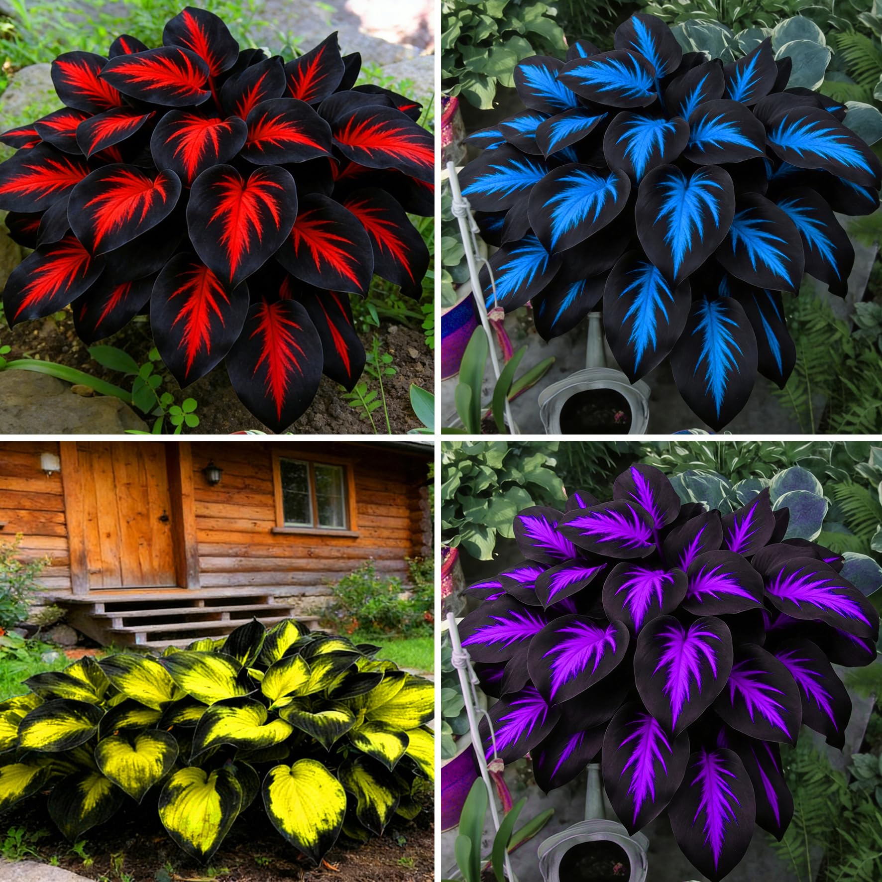 Mix Hosta Seeds for Planting, 280+pcs Rare Perennial Hosta Flower Seeds Plants, Non-GMO Heirloom Long Blooming Shaded Entry Pathway Flowers for Garden Outdoors