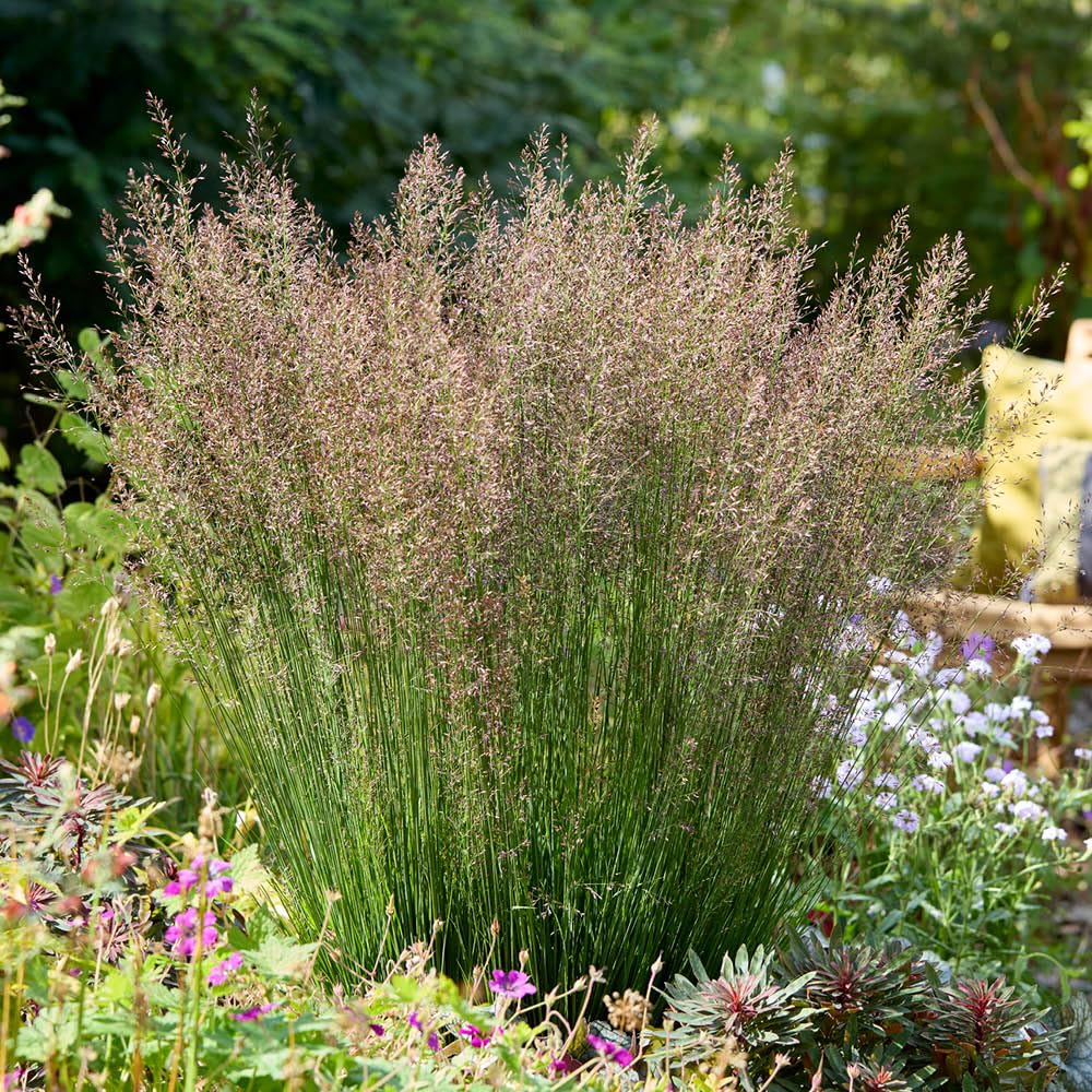 Yougarden Pink Molinia Caerulea 'Banshee', 3 X Ornamental Grasses In 9Cm Pots, Ready To Plant, Hardy Garden Colour