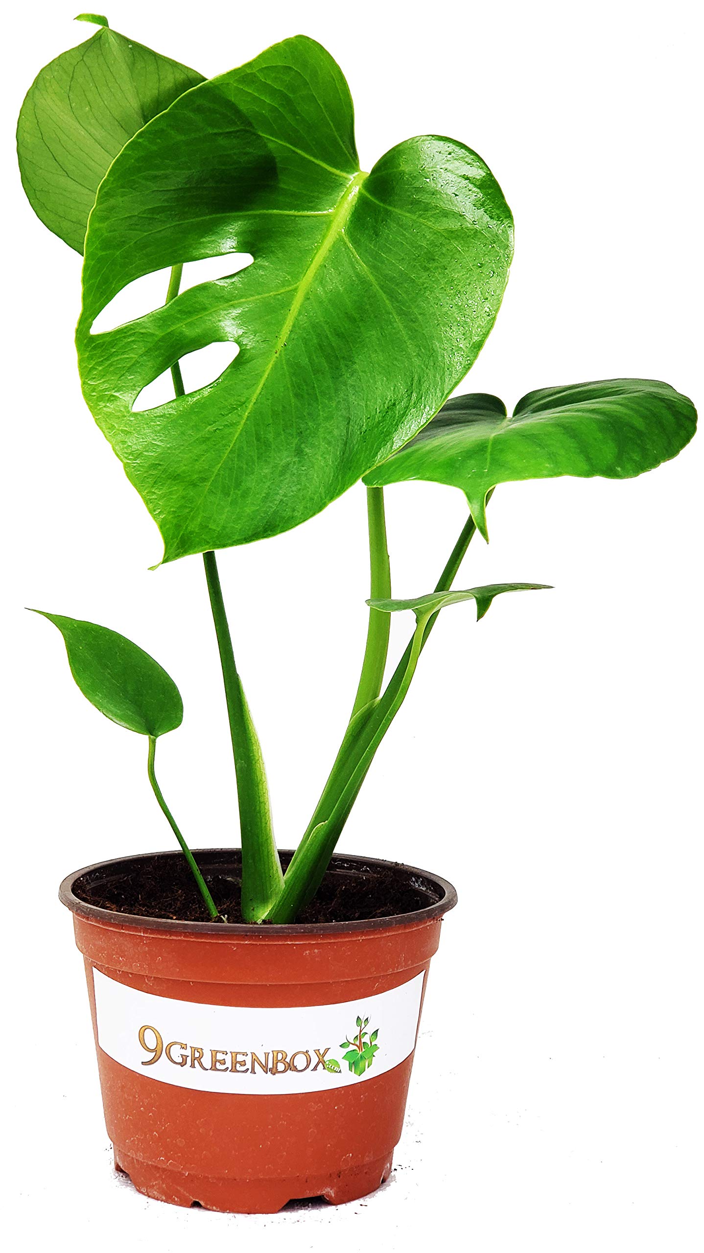 floating plant Floating Plant Island  Cool Ponds