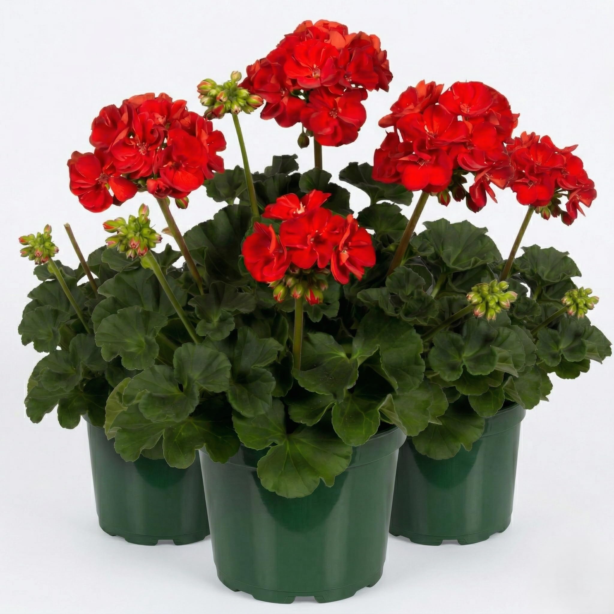 Géranium Zonal Rouge | 3 plantes en pot | Fleurs printanières de balcon et de jardin | Plante à fleurs résistante au soleil | Floraison abondante | Idéal pour les terrasses et la décoration extérieure
