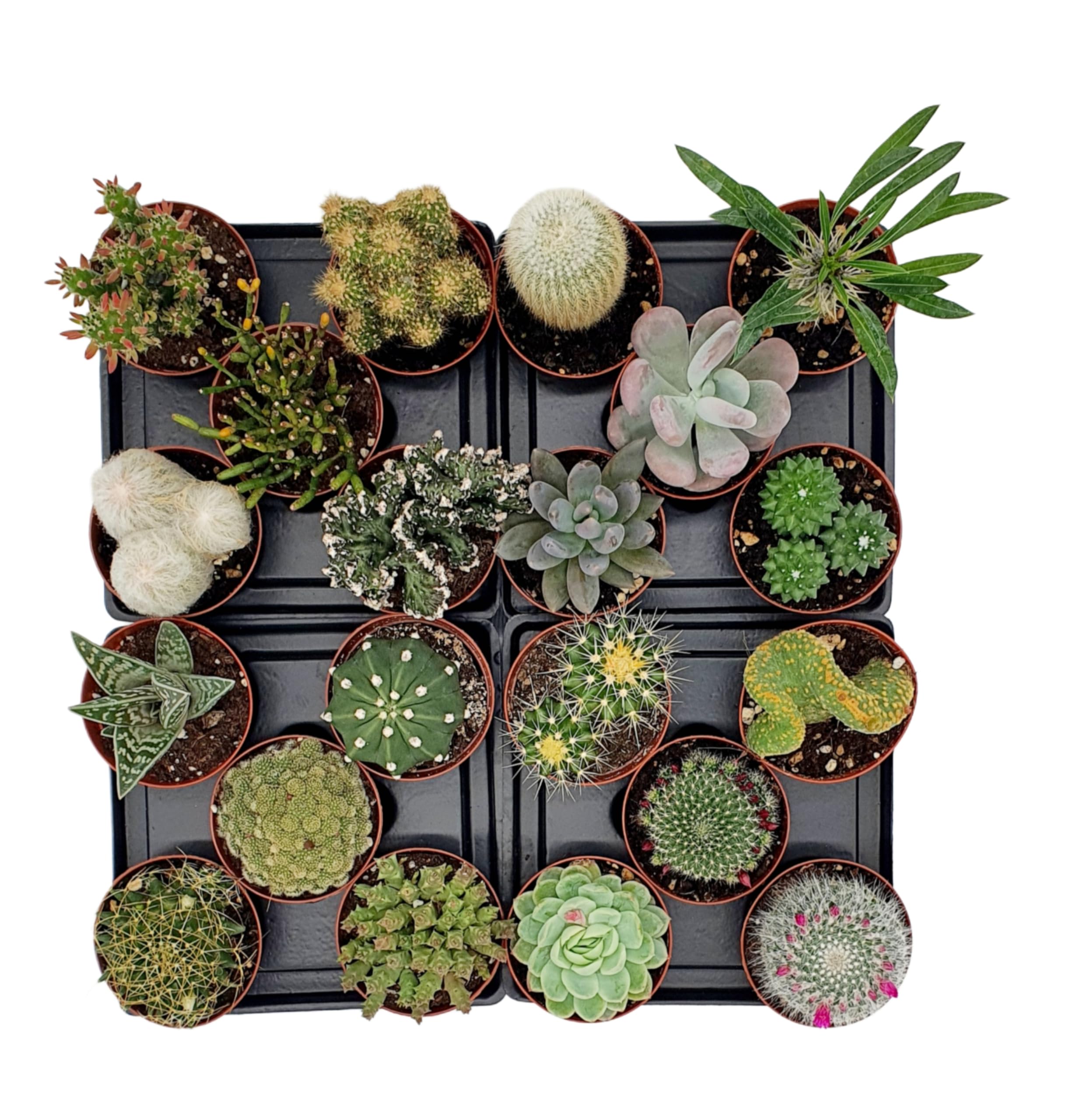 Box 20 Piante Grasse Vere Assortite in Vaso diametro 7,5 Collezione Mista di Succulente e Cactus