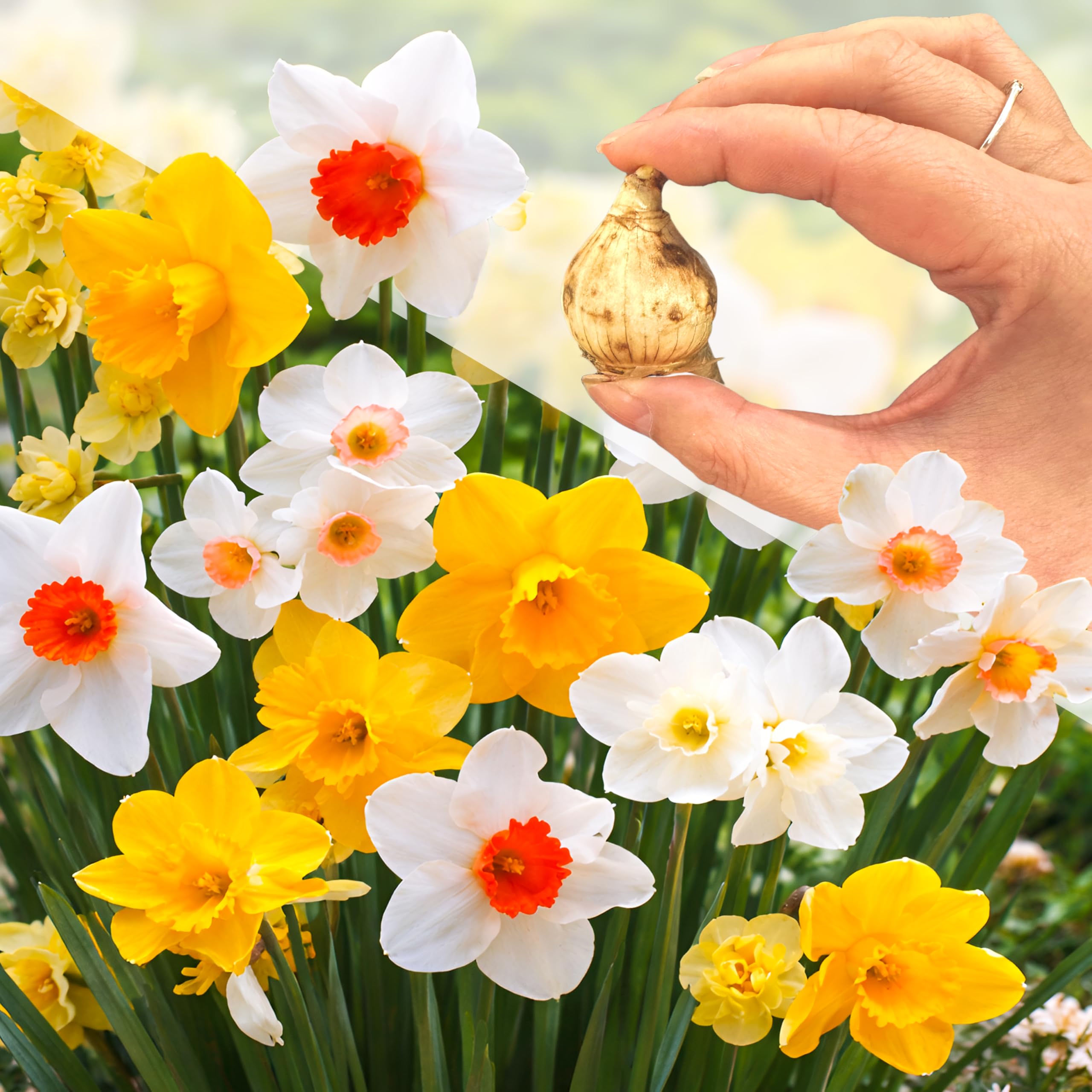 10 Dwarf Daffodil Bulbs Mixed Narcissus Spring Blooming Hardy Garden Plants for Outdoor Pots Containers Borders Rock Gardens Naturalised Lawns Early Flowering Plant Healthy Corms, Size 8/10 cm