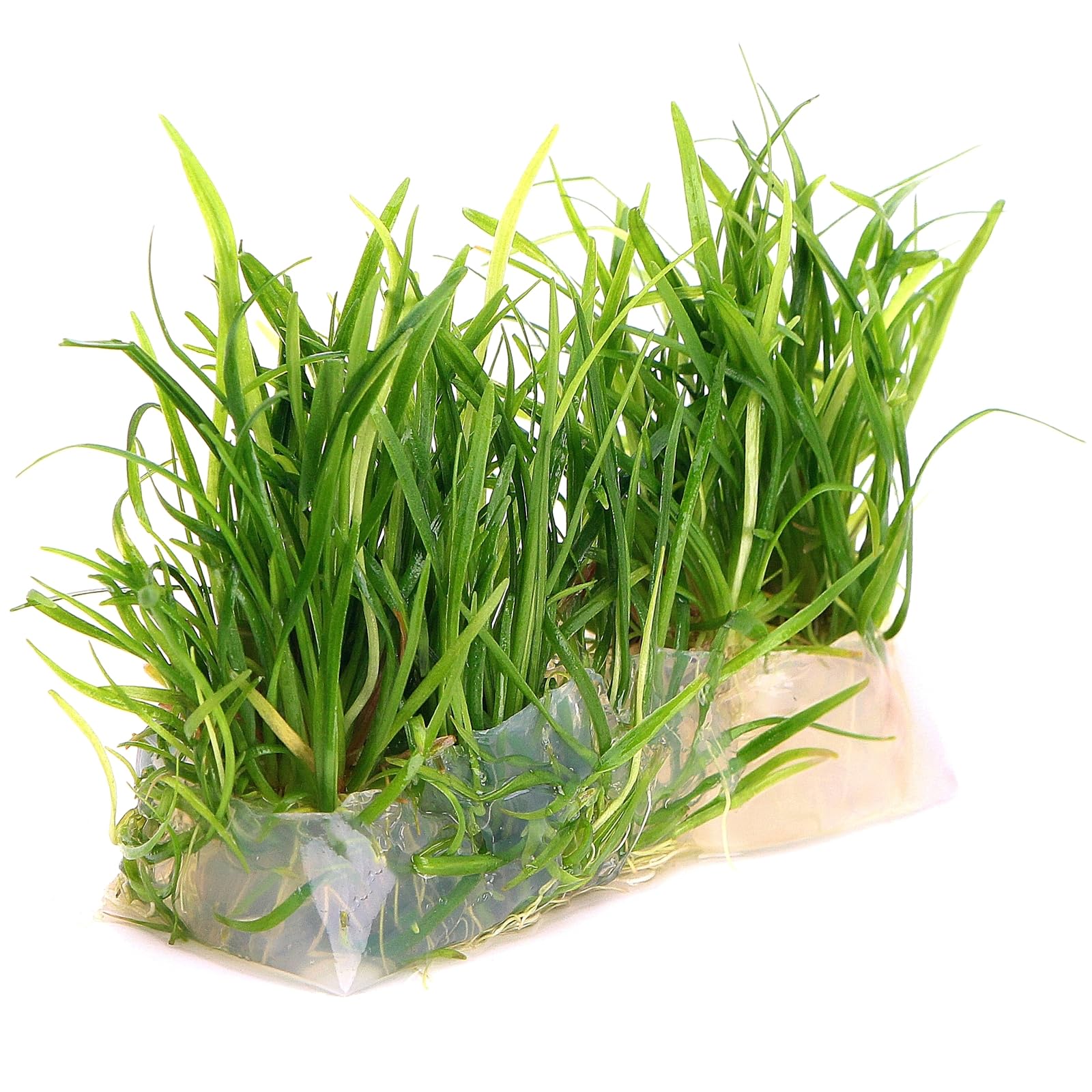 Echinodorus Tenellus Pygmy Chain Sword Tissue Culture in Vitro Live Aquarium Plants for Freshwater Tropical Tank K2aqua