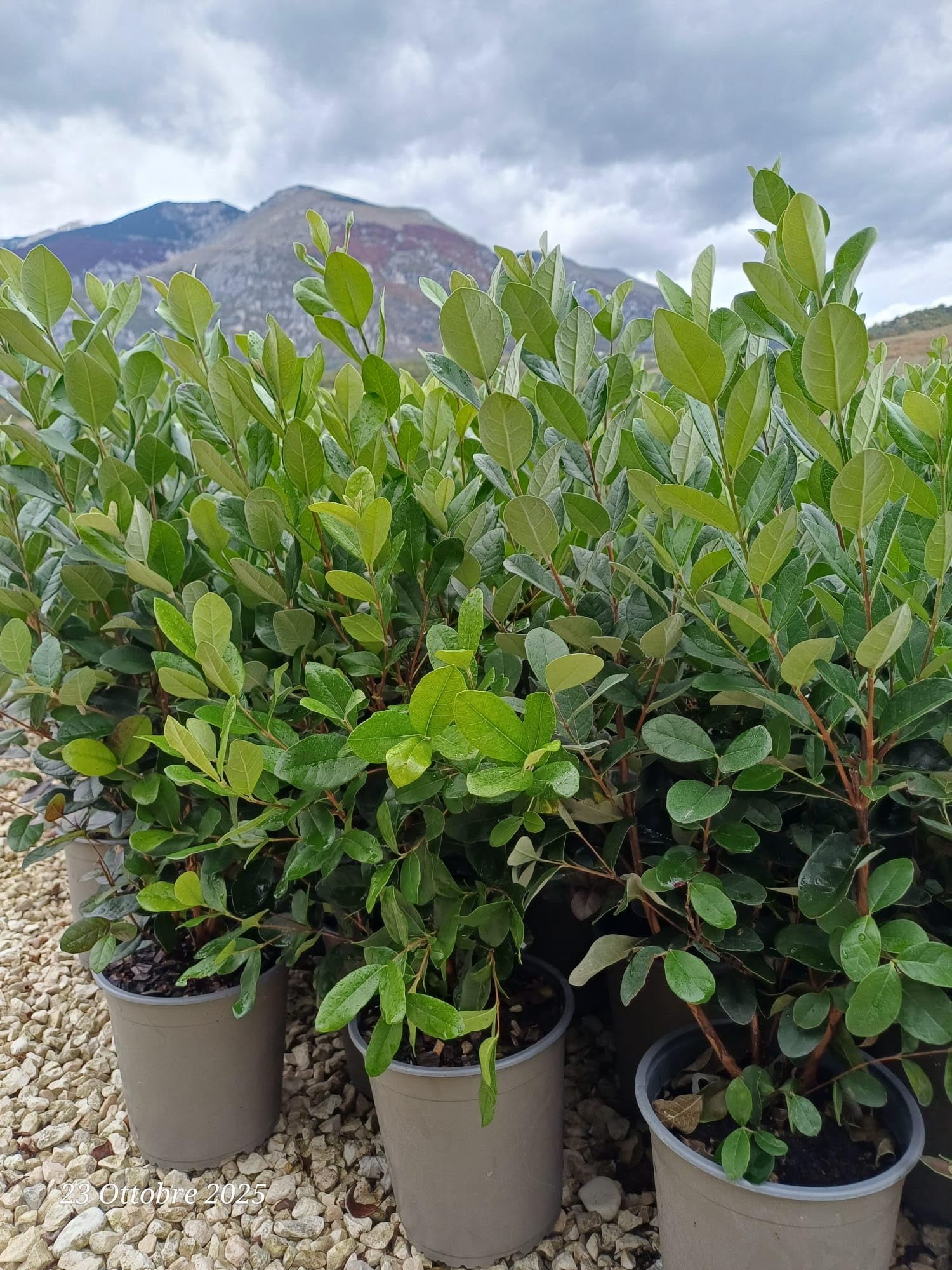Feijoa "Acca sellowiana" Guayabo del Brasile pianta in vaso ø18 cm h 50/60 cm Foto Reale Vivaio di Castelletto