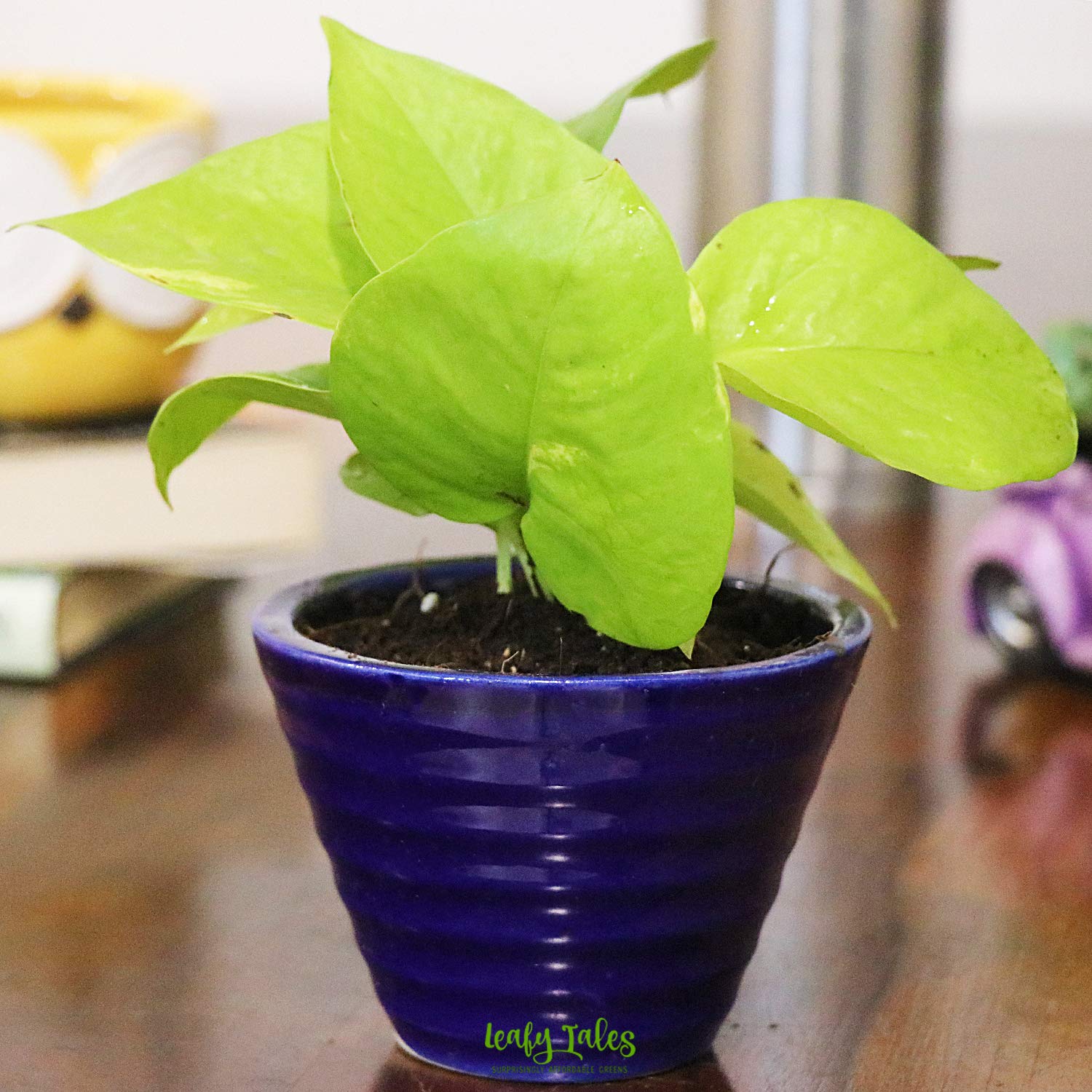 Leafy Tales Golden Money Plant Live Plant in Blue Ceramic Conical Pot (Neon Leaves), Golden Money Plant+Blue ConicalCeramic (Model: Golden Money Plant+Blue ConicalCeramic) (B094YC5B3Y) Amazon Price History, Amazon Price Tracker