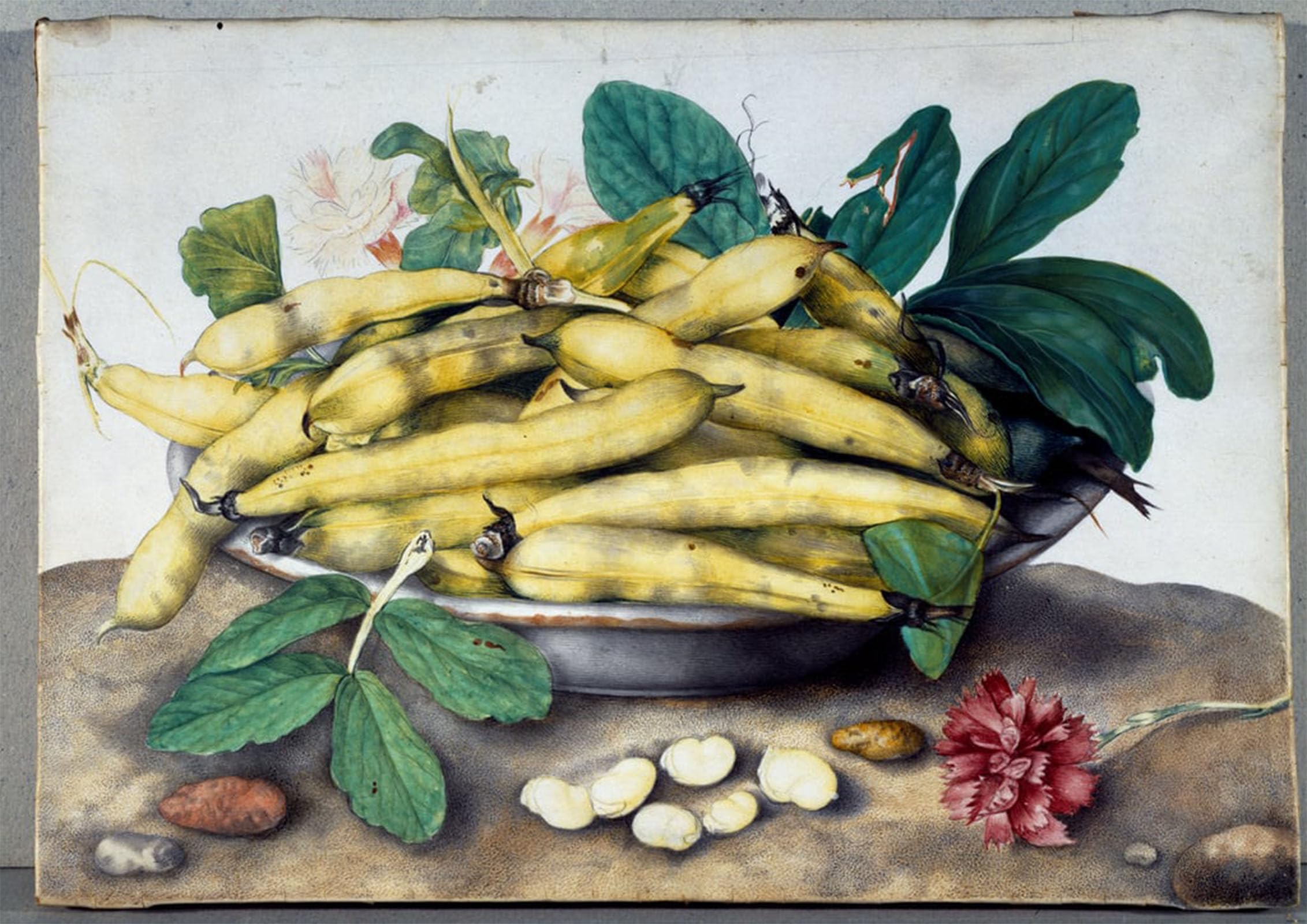 Artxlxxbn No Frame Famous Prints Artwork Pictures Poster Painting Art Still Life With Broad Bean Pods By Giovanna Garzoni Artwork Landscape Pictures For Home Decor 60X90cm