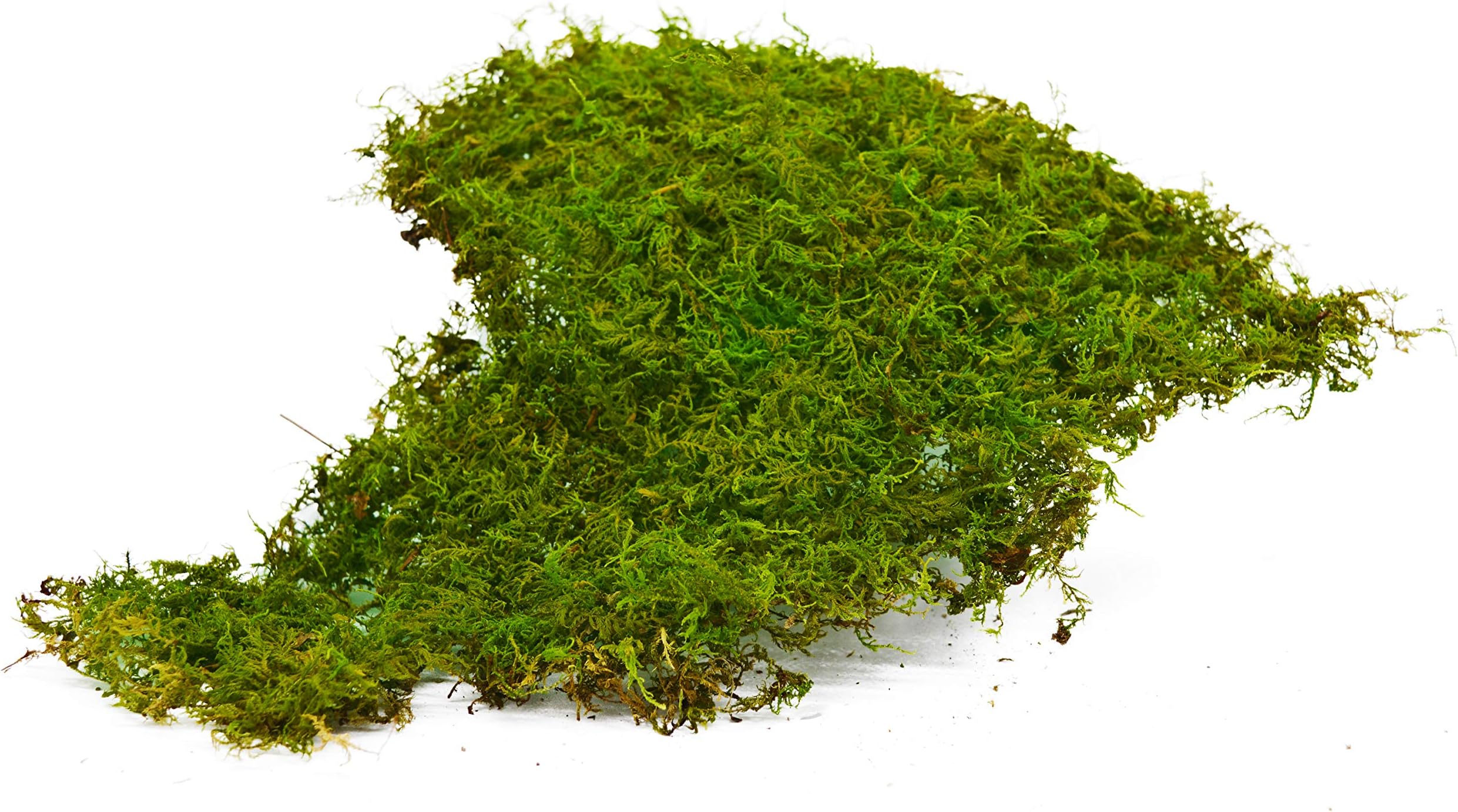 | Real Live Sheet Moss 1 Quart | Great in Terrariums, Fairy Gardens, Home Decor