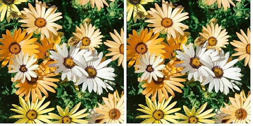 Outsidepride African Daisy Seed Mixture - 5000 Pcs Annual Flower