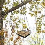 Bird Feeders Outdoor Hanging, Bird feeders with Hooks for Blue Jay, Seed Platform for Cummingbird Feeder, Black Metal Mesh Garden Bird Feters