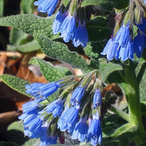 Miniatura 2 de 80 semillas de consuelda Symphytum Officinale - Semillas de jardín frescas sin OMG