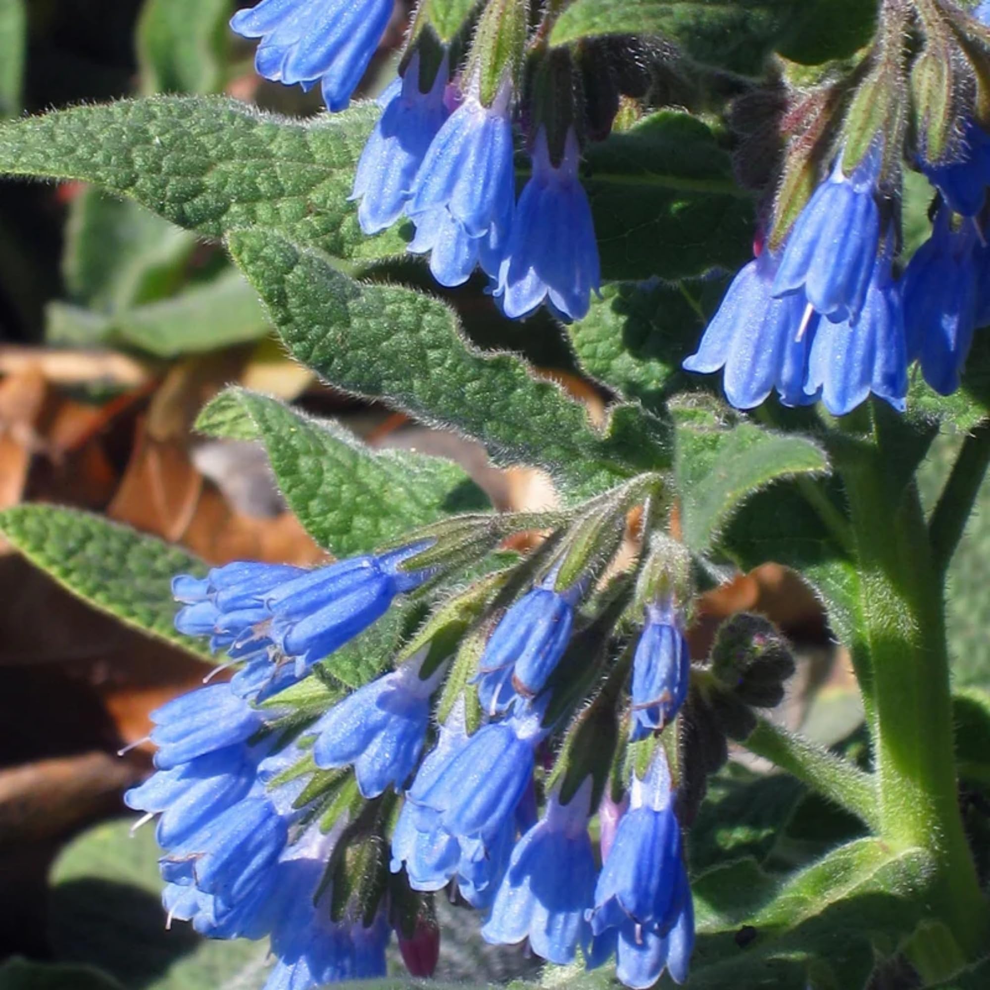 80 Symphytum Officinale Comfrey Seeds - Non-GMO Heirloom Fresh Garden Seeds - Image 2