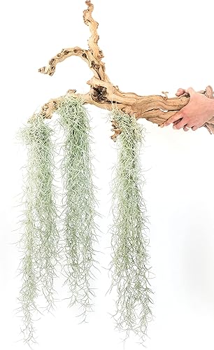 Paquete de 3 hebras gruesas de musgo español colombiano vivo con gancho de alambre, plantas suculentas de Tillandsia vivas, decoración para el hogar