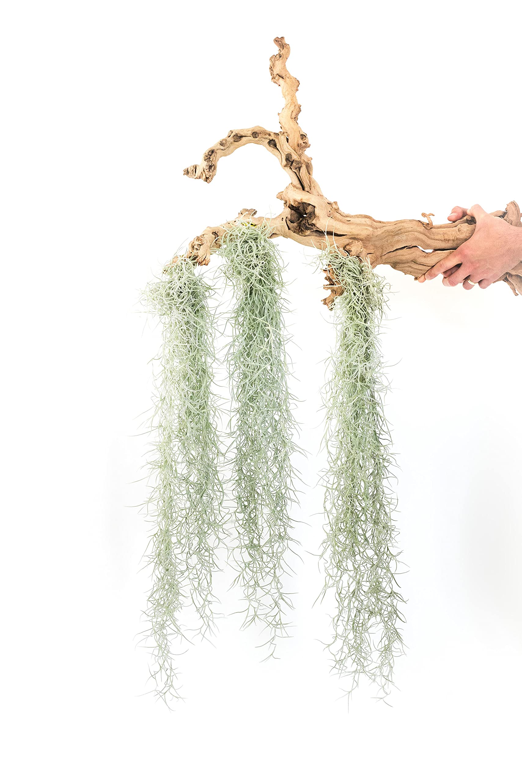 Thick Colombian Spanish Moss (3-Pack)