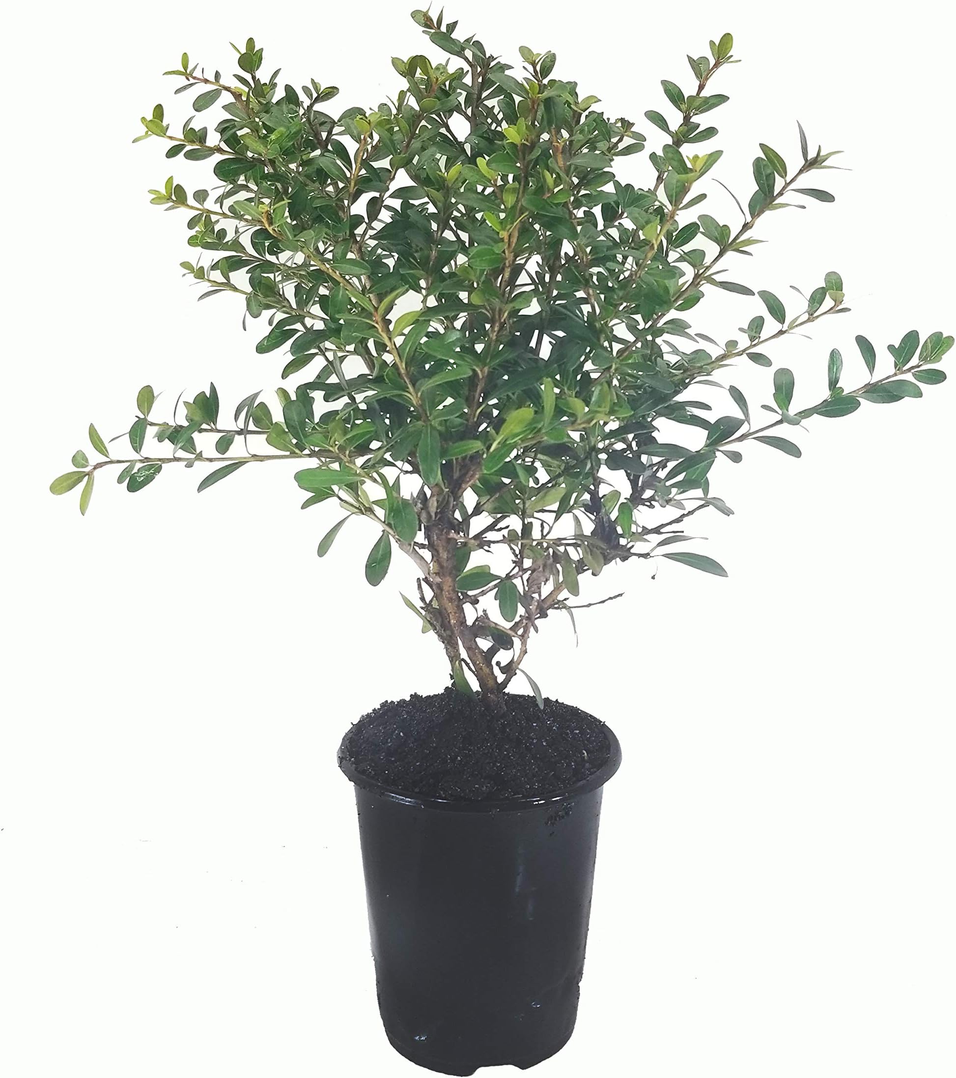 Walters Viburnum Whorled Class - 3 Live Quart Size Plants - Viburnum Obovatum - Deciduous Blooming Shrub