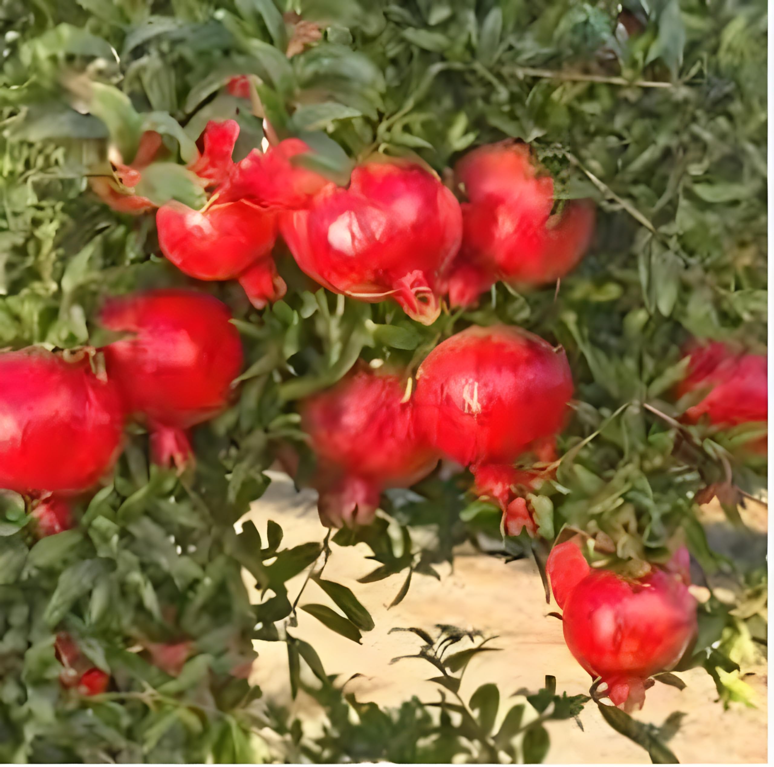 See full amazon price history chart for Green view " Toms Red Pomegranate Anar Fruit plant " hybrid - 1 Healthy Live Super Yielding Early Fruit Plant 1-1.5 Ft Height in Nursery Grow Bag for Home Garden Green view " Toms Red Pomegranate Anar Fruit plant " hybrid - 1 Healthy Live Super Yielding Early Fruit Plant 1-1.5 Ft Height in Nursery Grow Bag for Home Garden (B0BTX7TW4M) Amazon Price History, Amazon Price Tracker
