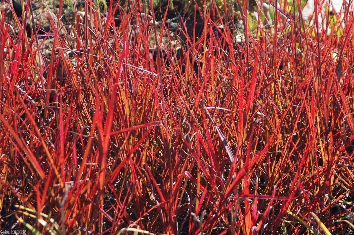 Big bluestem (Andropogon gerardii)