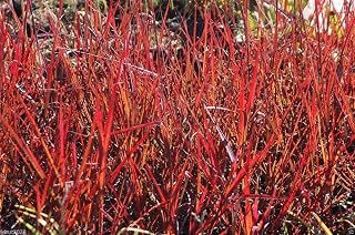 Big Bluestem Seeds - Andropogon gerardii - Native Ornamental Grass Seeds !(1000 Seeds)