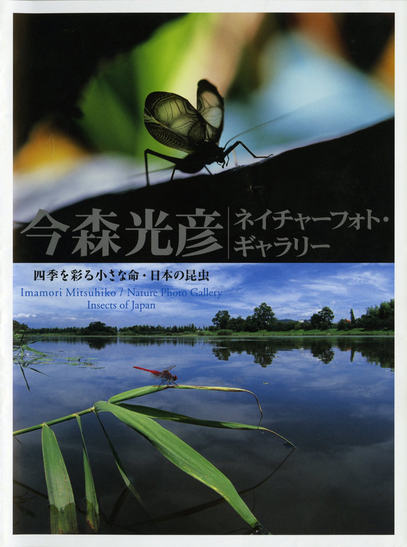 ＤＶＤ＞擬態する昆虫 ［大自然ライブラリー］/小学館/今森光彦（単行本） 擬態する昆虫〔DVD〕 () | 今森 光彦 |本 | 通販 | Amazon