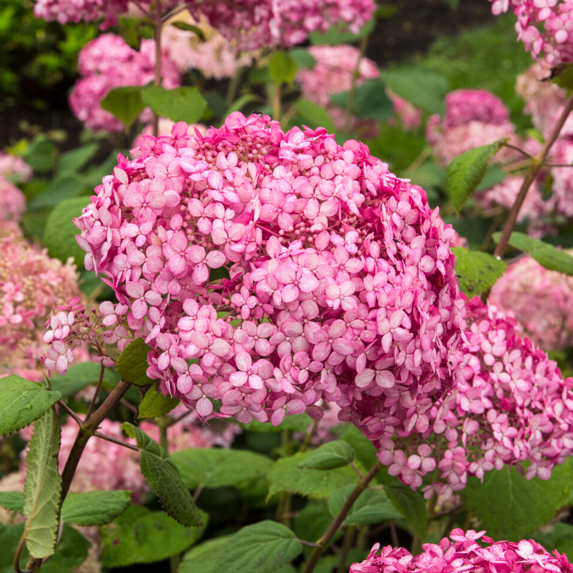Hydrangea Pink Annabelle - Real Outdoor Flowering Shrub - Hardy Perennial for Garden Borders & Pots - Large Pink Blooms from Summer to Autumn - Low Maintenance Plant (3 Litre Pot, 35-50cm)