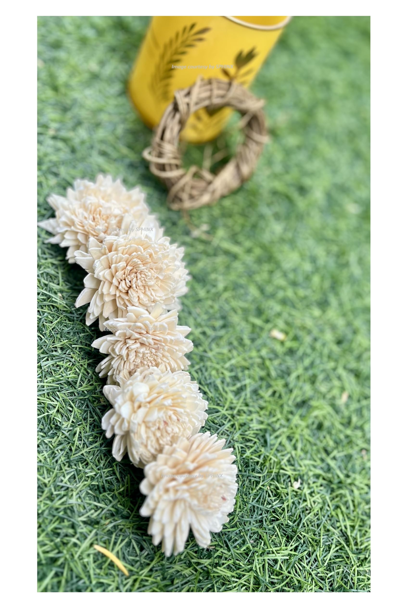 SPHINX Sola Zinnia/daisy Flowers for Festive decor, Christmas decorations Pooja decor Wedding Housewarming table decorations - (( Diameter approx 6 cms) - 50 Pieces, Natural Off-white/cream)