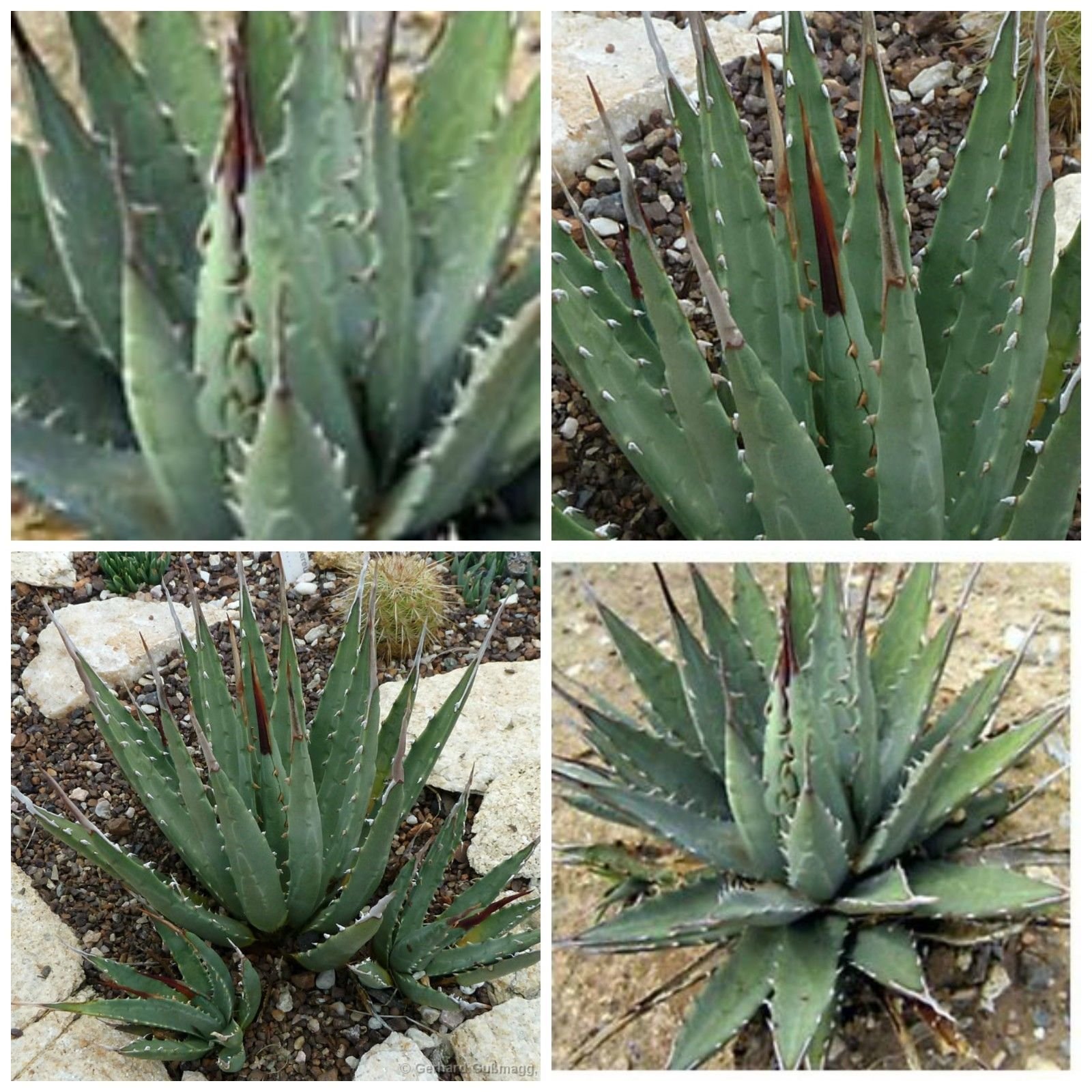 Amazon.co.jp: 【種子】Agave utahensis ssp. Utahensisアガベ