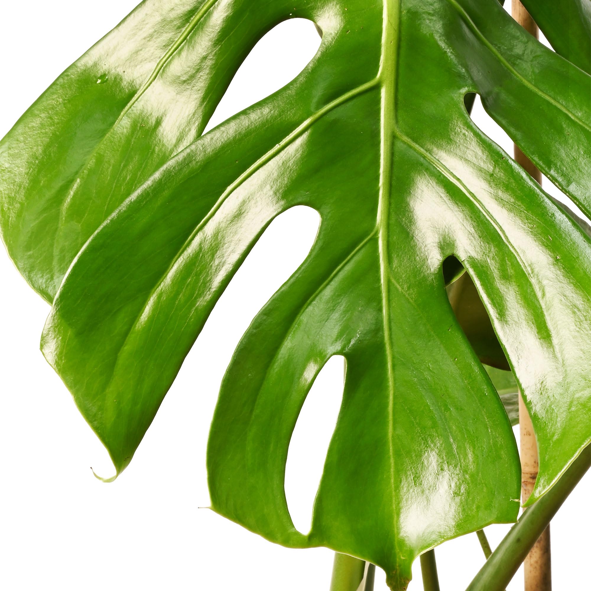 Monstera Deliciosa o Costilla de Adán | Planta natural de interior estilo tropical con altura 120-130 cm y con tutor incluido - Maceta del 24ø | April Plants