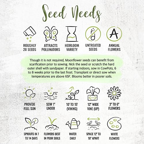 Miniatura 8 de Seed Needs Semillas de flor de luna para plantar vides de luna blanca, reliquia y semillas de vid polinizadas abiertas para plantar un trepador de