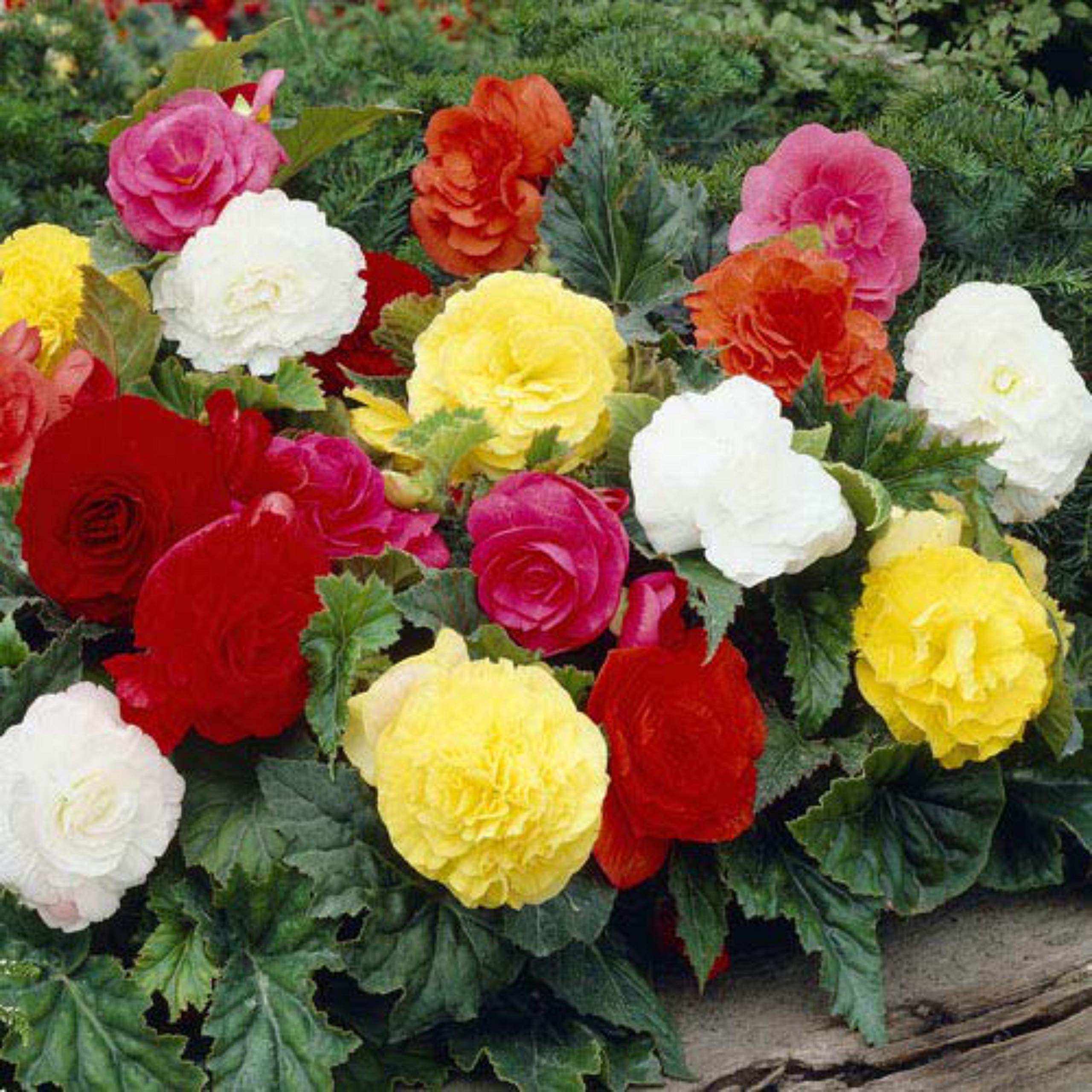 Begonia Begonias Flowers One Of The Most Exotic Beautiful Flowers For Home Garden Flower BulbsFlower Used Ass Ornamental Indoors by Kraft Seeds (Pack of 3) - Set of 9