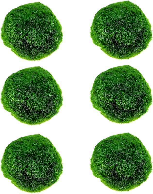 marimo moss ball