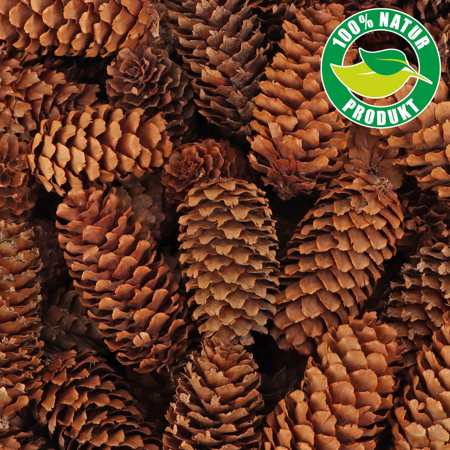 100 Pigne Di Larice Decorative - Ideali Per Decorazioni Autunnali E Natalizie Naturali - Foto 2