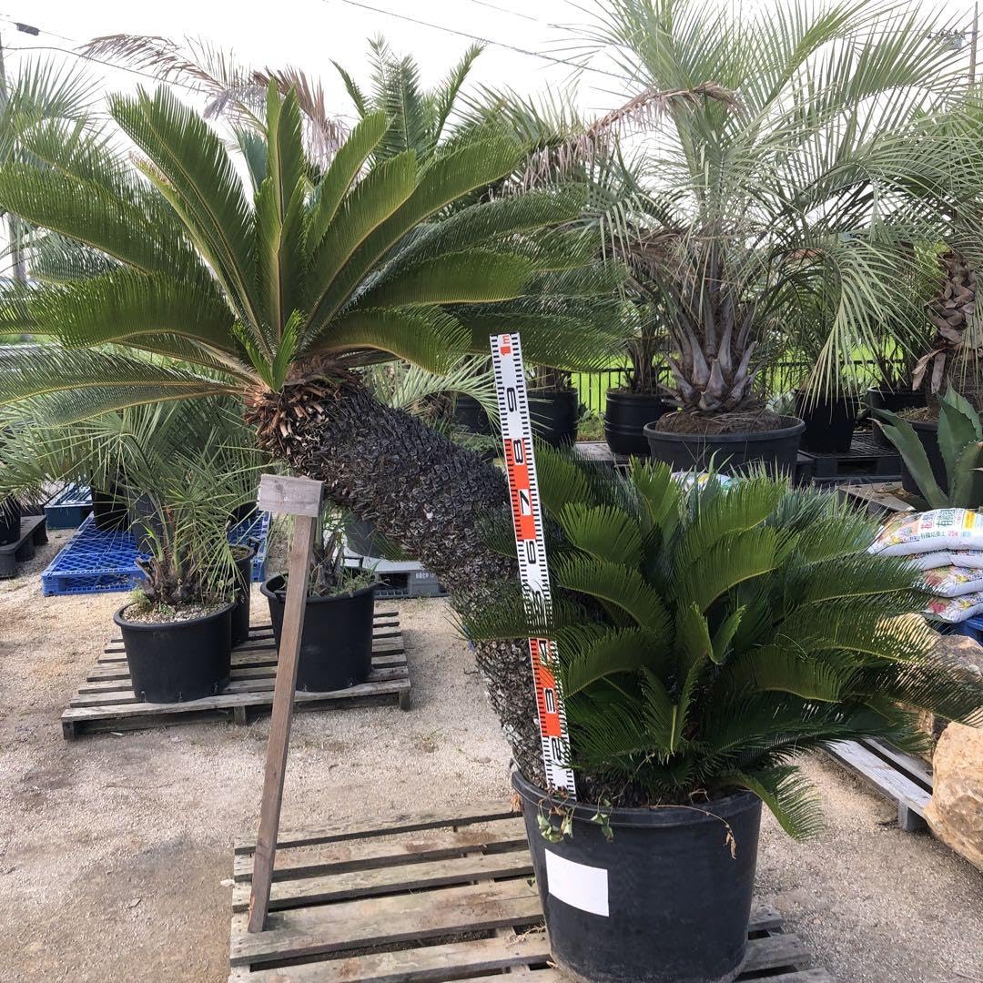 ソテツ 曲がり 2 税込